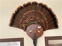 Mounted turkey fan on walnut board