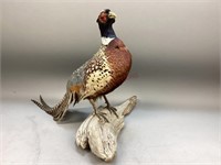 Ring-Neck Pheasant