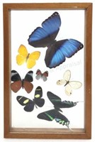 Butterfly Specimens In Display