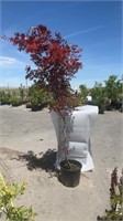 1ea 5Gal Red  Japanese Maple Golden