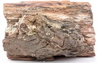 Substantial Specimen Fossil Fossilized Petrified W