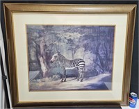 Framed Beautiful Zebra Art Print