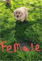 Female AKC registered Golden retriever puppy