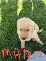 AKC registered golden retriever male puppy