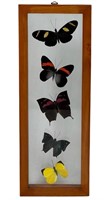 Real Beautiful Butterfly Insect Taxidermy Display