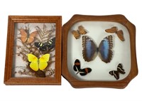 Real Beautiful Butterfly Insect Taxidermy Displays