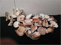 Group of miscellaneous seashells and seashell