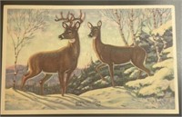 Vintage 1939 White Tail Deer PPC Postcard