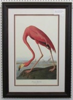 American Flamingo by John Audubon