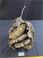 Wasp Nest