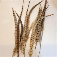Authentic Pheasant Feathers