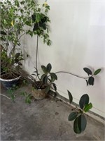 Ficus  Rubber Fig Tree & Planter