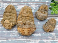 TRILOBITE FOSSILS ROCK STONE LAPIDARY SPECIMEN