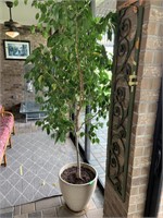 A Live Weeping Fig Tree In A Large Pot