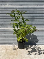 Large Red Raspberry Plant