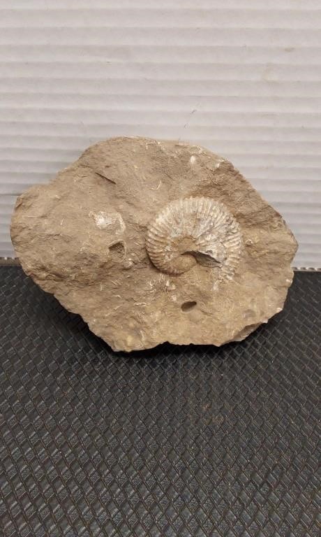 Fossil Arpadites rock