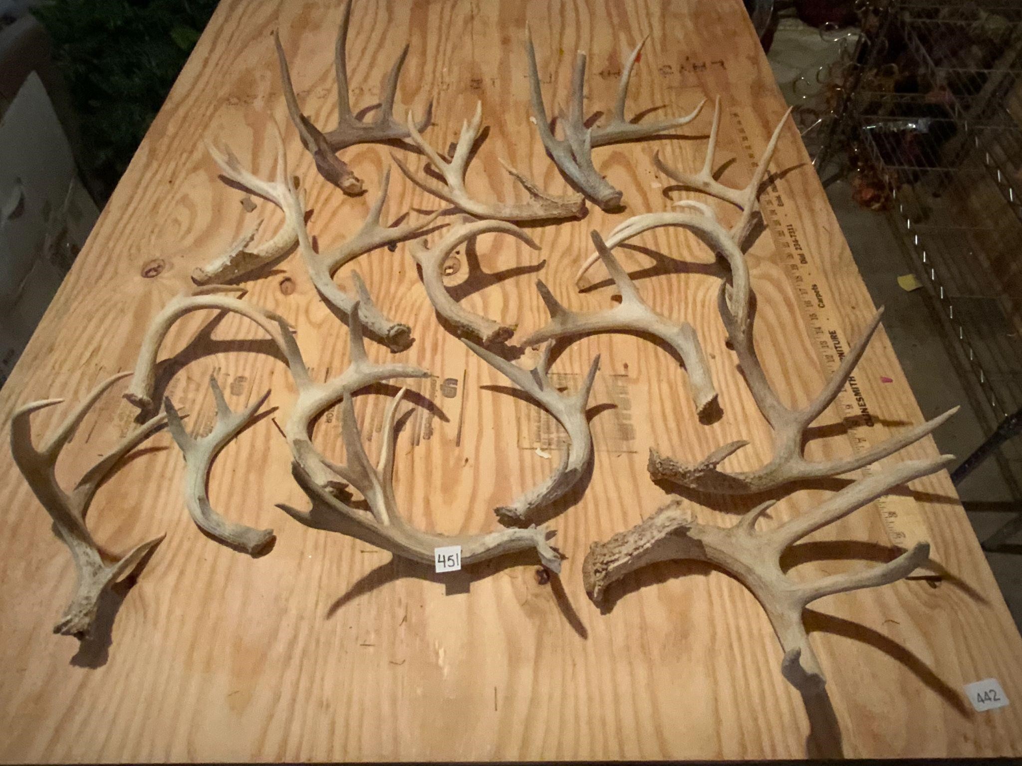 18 Deer Antler Sheds Various Sizes