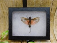 BLEEDING HEART GRASSHOPPER IN DISPLAY