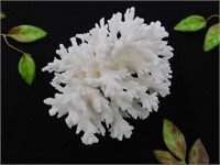 WHITE CORAL ROCK STONE LAPIDARY SPECIMEN