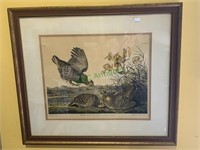 Framed John Audubon bird print - Pinnated