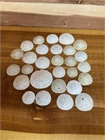 LARGE SELECTION OF SAND DOLLARS