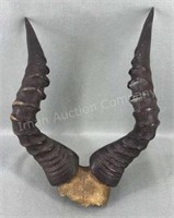 18in African Game Horns