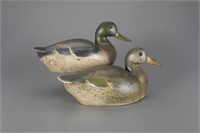 Mallard Pair