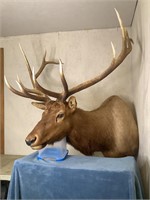 Elk Shoulder Mount