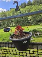 Hanging Plant (deck)