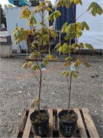 2 Big Leaf Maple