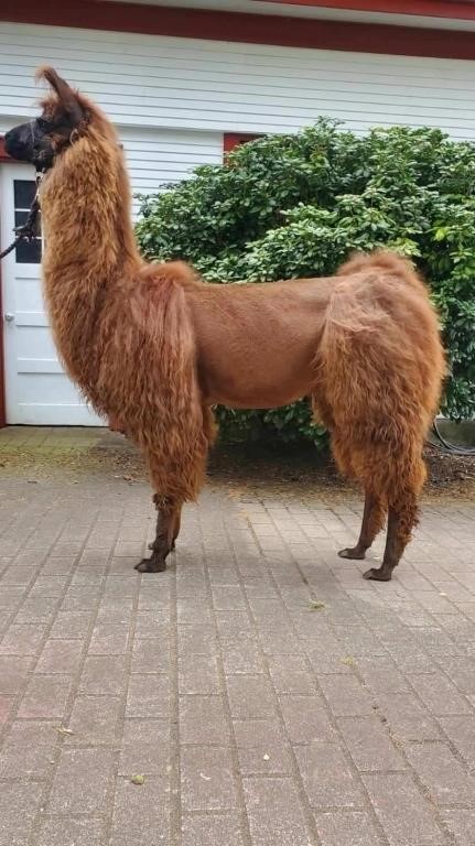 Cascade Llama Auction and Show 2024