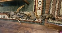 Coyote Pelt