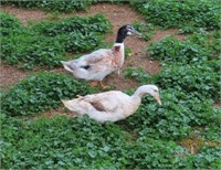 Pair-Welsh Harlequin Ducklings