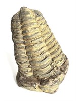 Trilobite Gravicalymene Specimen Silurian