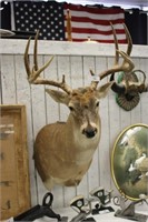 10 POINT BUCK DEER MOUNT