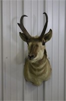 Buck Antelope Pronghorn, 11" Wide, Mount is 32"