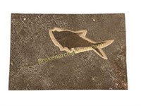 Large Fish Fossil Slab