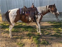 Reg 11 year old APHA mare