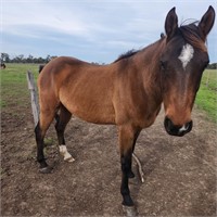 (VIC) DIMI - ARAB X APPALOOSA GELDING