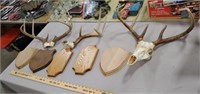 Assortment of Deer Racks and Wooden Plaques