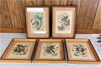 Five Arthur Singer Bird Prints