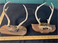 Two Small Deer Antler Displays