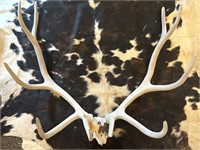 Elk Antlers 5x5 
- 40” Inside Spread
