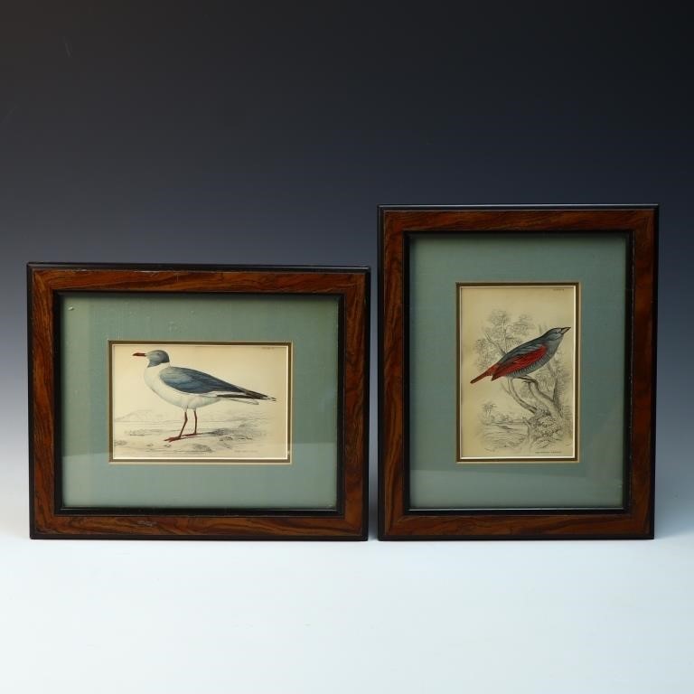 Two vintage Lizars bird prints 12X9.5 inches