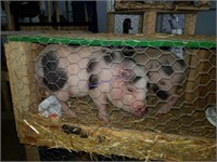 Pair Spotted Micro Pigs W/ Health Paper