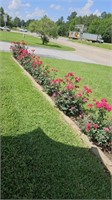 9- Rose bushes you dig them up