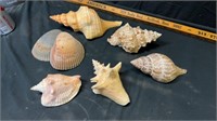 Shells