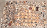 Group of Seashells, Sand Dollars, Coral