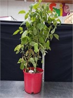 36 + inch Heritage raspberry plant