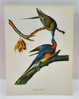 Passenger Pigeon Bird Print John J. Audubon